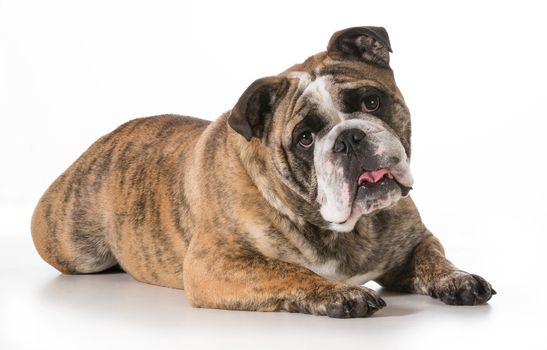 english bulldog laying down looking at viewer isolated on white background