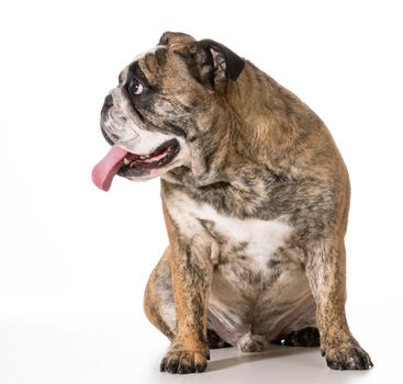 dog panting - two year old english bulldog looking to the side isolated on white background