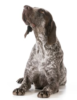 german shorthaired pointer looking up isolated on white background