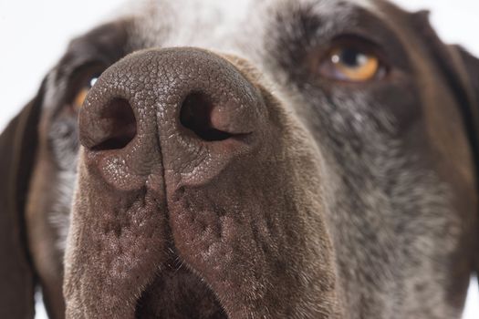 dog nose close up - german shorthaired pointer