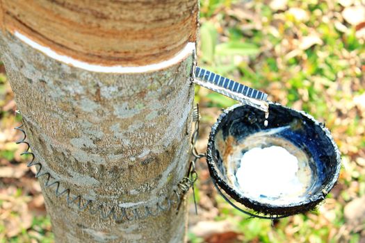 Rubber tree