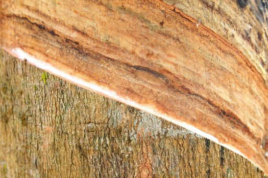 Rubber tree