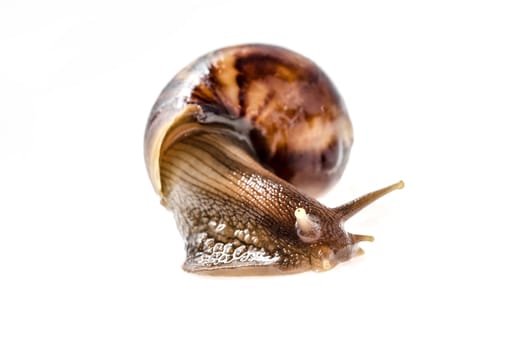 Garden snail isolated on white. : Clipping path included