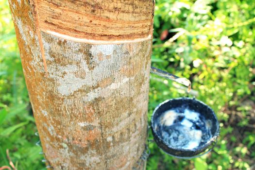 Rubber tree