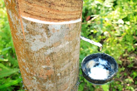 Rubber tree