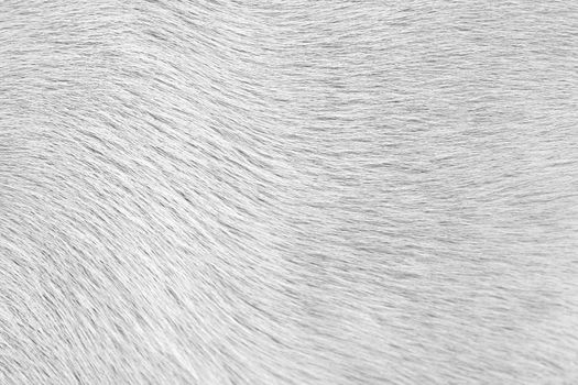 Close-up of dog fur