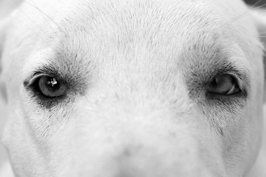 Eyes of a dog