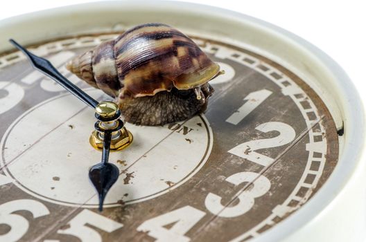 Snail on an alarm clock, time concept.