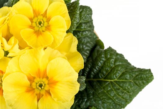 macro fo yellow flower primrose Isolated on White Background