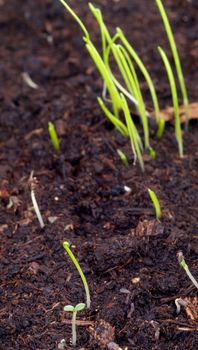 Little Growth Grass in Cultivated Ground closeup