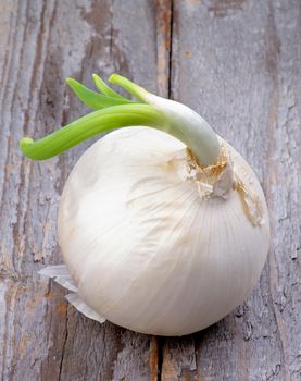 Big White Onion Sprouted with New Green Stems isolated on Rustic Wooden background