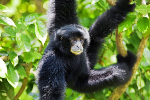 Siamang Gibbon hanging in the trees in Malaysia