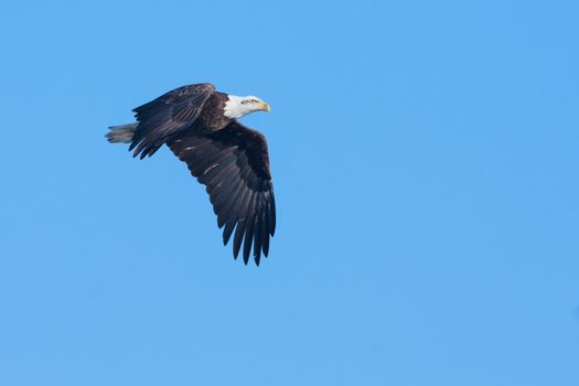 An image of an American Bald Eagle in Flight.