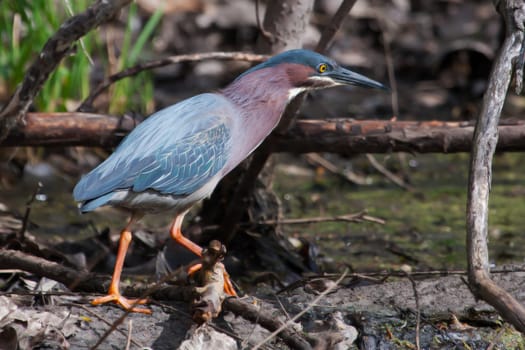 Green Heron (Butorides virescens) Stalking its Prey in a pond in soft focus