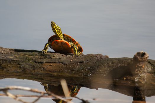 Two Painted Turtle Sunning on a log in soft focus