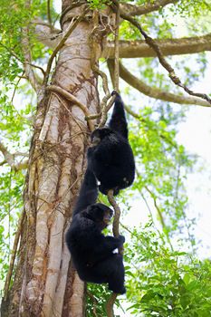 Two Siamang Gibbons hanging in the trees in Malaysia