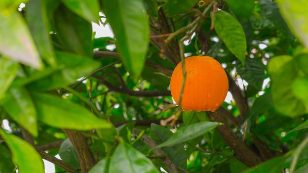 Ripe organic oranges on tree. Shallow DOF, focus