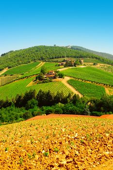 Hill of Toscana with Vineyard in the Chianti Region