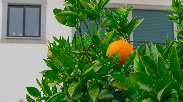 Blossoming greapfruit tree with fruits and flowers