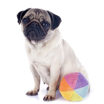 young pug and ball in front of white background