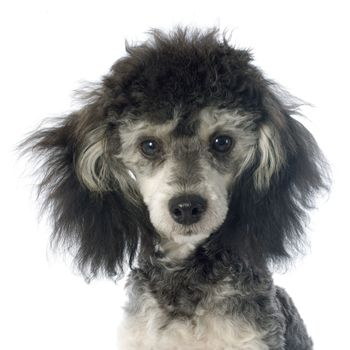 bicolor poodle in front of a white background