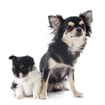 puppy and adult chihuahua in front of white background