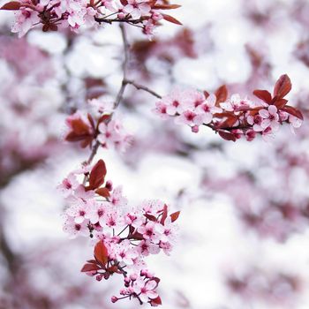 Blooming pink cherry blossom flowers in early spring - square image