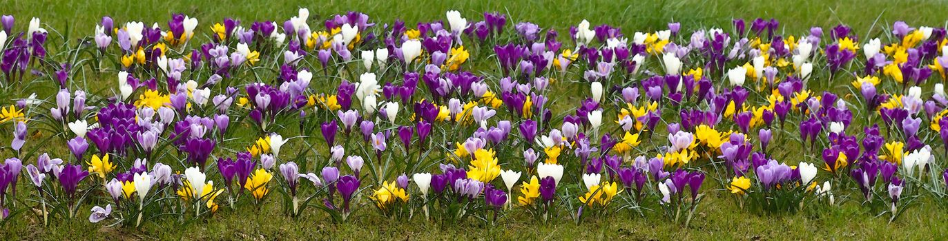 Multi colored Springcrocus flowers blooming in grass pano
