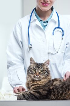 Vet with stethoscope and kitten, close up