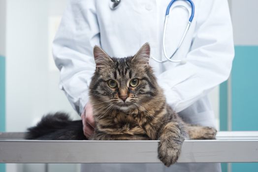 Veterinary caring of a cute cat, close up