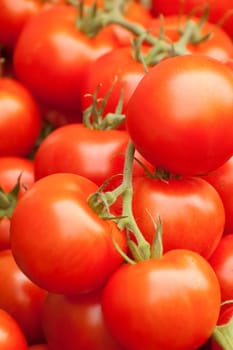 fresh red organic tomatoes on the vine
