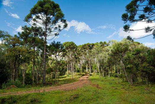 Brazilian pine trees. A endangered specie of southern Brazil.