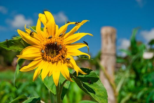 Ladybugs pollinating sunflower plantation with blue sky, southern Brazil.