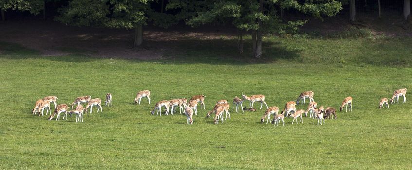 Group of grazing deer on the edge of the woods