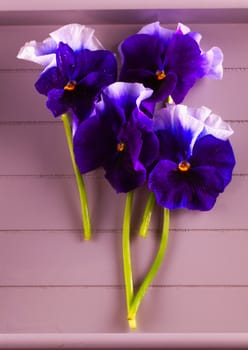 Four white and purple violets over wooden background