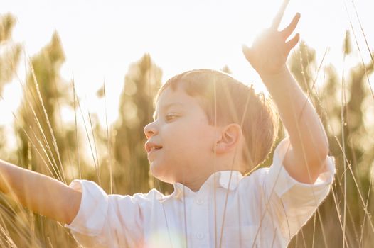 Happy cute kid in a field playing with natural spikes at summer sunset. Soft colors edition.