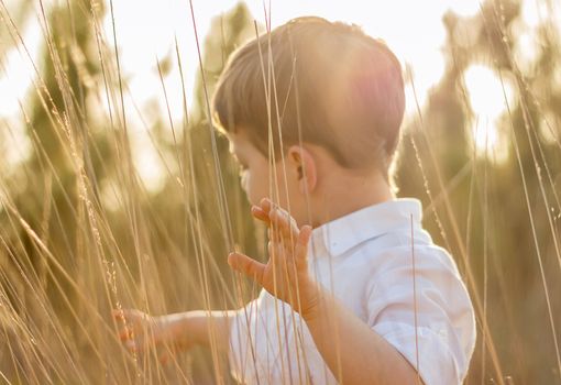 Happy cute kid in a field playing with natural spikes at summer sunset. Soft colors edition. Selective focus on foreground hand.