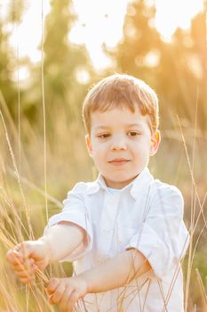 Happy cute kid in a field playing with natural spikes at summer sunset. Soft colors edition.