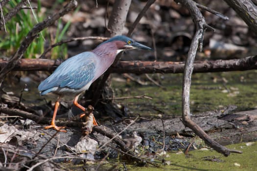 Green Heron (Butorides virescens) Stalking its Prey in a pond in soft focus