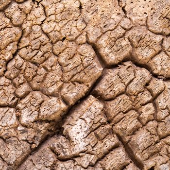 Bark cork oak tree dry macro texture