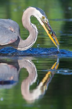 Great Blue Heron fishing in the low lake waters in soft focus