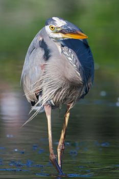 Great Blue Heron fishing in the low lake waters in soft focus