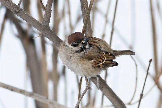 sparrow in frosty day fluffed up feathers