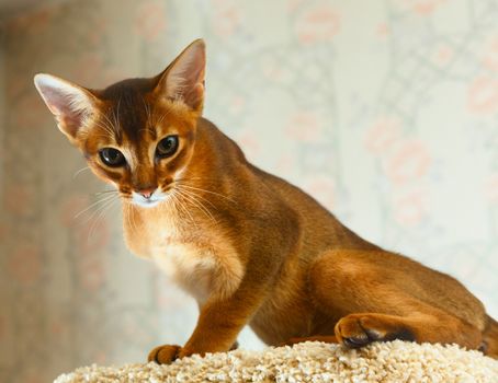 Young abyssinian cat at cat tree furniture