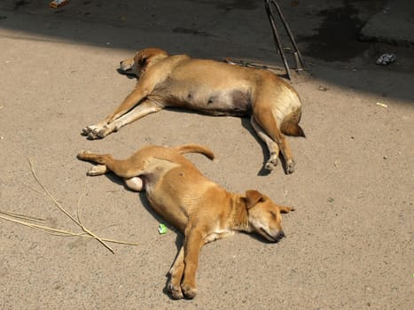 dogs sleeping on the streets of New Delhi      