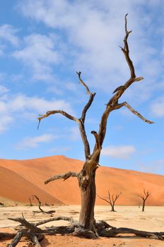 Tree skeletons at Deadvlei near Sossusvlei, Namibia
