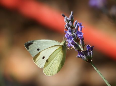 Closeup photo of a Cabbage White butterfly on lavender       