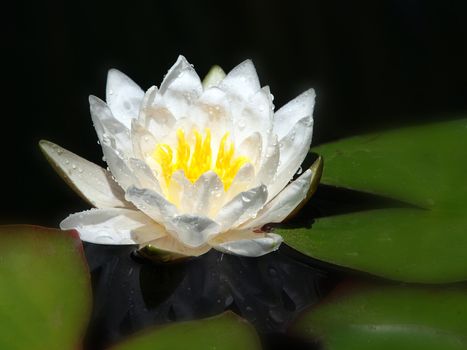 white lily floating on a blue water    