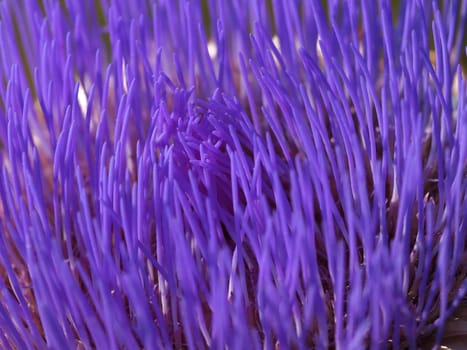 A colorful purple wild artichoke blossom..       