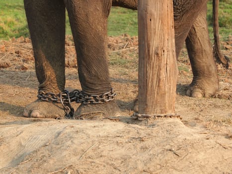 elephant leg in a chains        